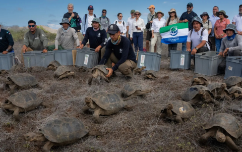 Las tortugas fueron criadas en cautiverio y fueron liberadas en la isla Floreana.
