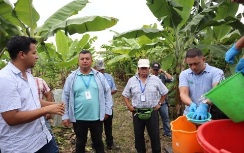 Ministerio de Agricultura e Iniap enseñan la metodología y aplicación de la Trichoderma en cultivos bananeros.