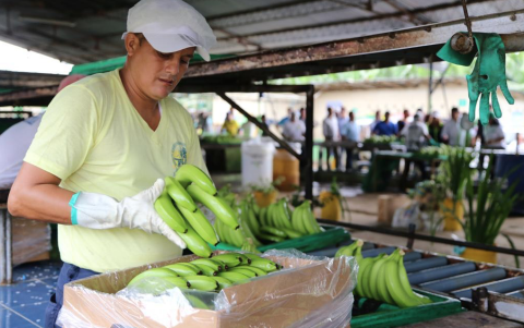 El precio fijado para el banano en 2026 alcanza los $7,50 y considera los costos de bioseguridad para afrontan el FOC R4T