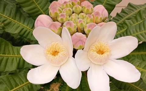 Gustavia pubescens, endémica de la costa de Ecuador, en cultivo en los jardines de la Facultad de Ciencias Naturales de la Universidad de Guayaquil.