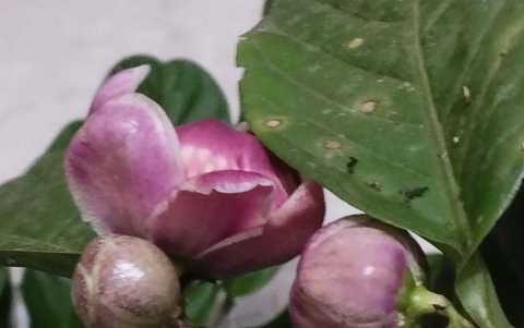 Scottmoria albomarginata, nueva especie endémica de la costa de Ecuador.