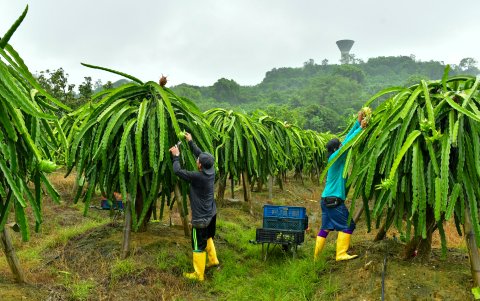 Guayas concentra el 12 % de la producción nacional de pitahaya roja.