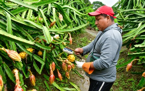 El cantón Palora de la provincia de Morona Santiago destaca por su producción de pitahaya amarilla para exportación.