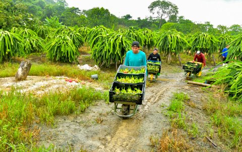 Los cosechadores cobran entre $20 y $22 por las labores realizadas durante el día.