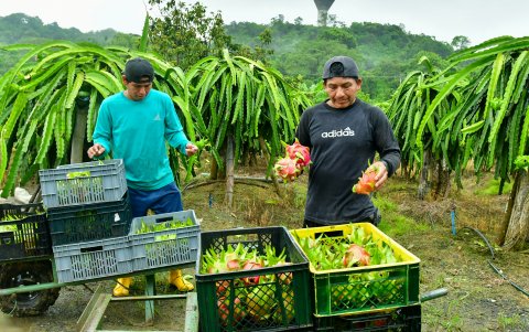 Al coincidir los picos de floración de la pitahaya incrementan la oferta que provoca la caída de los precios hasta 70 centavos, en algunas ocasiones, según productores.