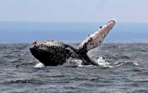 Una ballena jorobada en aguas de Puerto López (Ecuador).