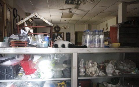 El legado de Jorge Cuesta también vive en los gatos que rescató y que hoy buscan protección.