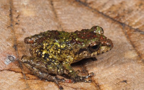 Pristimantis verrucosus presenta una piel dorsal con textura verrugosa.