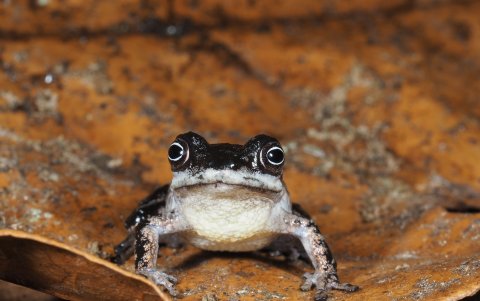 Investigadores revelan ranas únicas amenazadas por minería ilegal.
