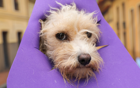 Canes rescatados participan en sesión fotográfica para encontrar hogar.