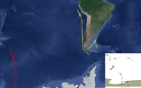 Las pistas rojas muestran la posición de transmisión del Lu Yan Yuan Yu 10 aparentemente en tránsito por la Antártida (recuadro). Las pistas amarillas muestran su verdadera ubicación a lo largo de la costa de América del Sur pasando por el Estrecho de Magallanes y hacia el puerto de Lima, Perú.