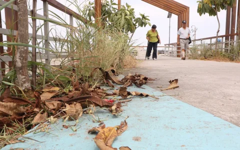 Las plantas muertas en el puente para peatones muestran el descuido en esta infraestructura.