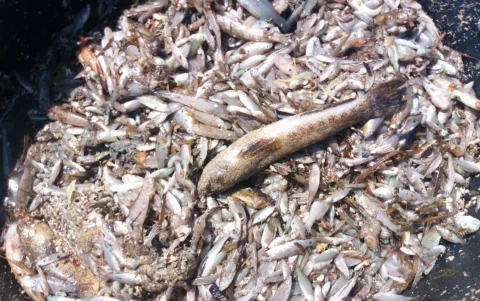 El virus afecta a más de 40 especies marinas.