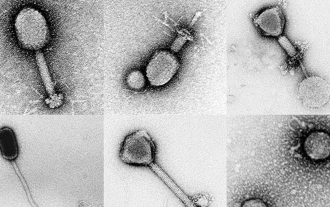 El hallazgo abre nuevas alertas sanitarias globales.