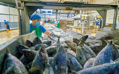 Manipular mariscos sin protección aumenta el riesgo.