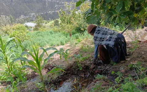 Lucrecia Pillajo riega sus cultivos con el agua que reciben del río Pachanlica que está contaminado.
