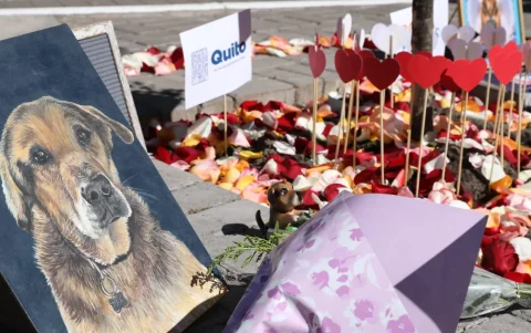 Memorial de Max en El Ejido recuerda al perro comunitario que marcó a Quito durante más de 15 años.