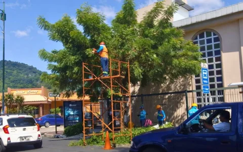 La poda de los árboles se registró en la avenida Adolfo Alvear Ordóñez, vía principal de la ciudadela Miraflores, en el norte de Guayaquil.