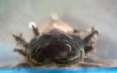 Fotografía de un ejemplar de ajolote en Ciudad de México (México).