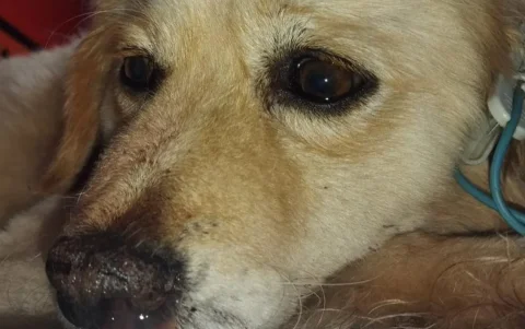 Un perro fue hallado colgado y con graves heridas en Jatumpungo, valle de Los Chillos. Organizaciones denuncian que fue utilizado para entrenar canes de pelea.