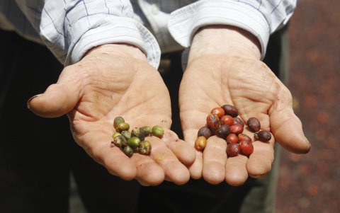 El calor ya rebasa el rango ideal en zonas cafetaleras de la costa y la producción actual evidencia los efectos