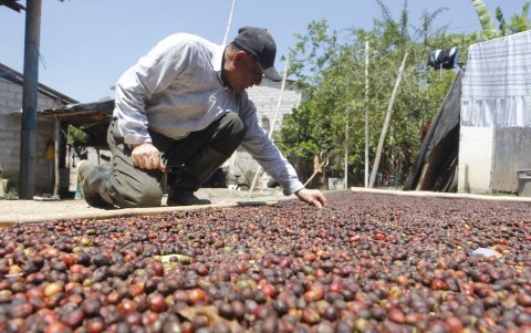 Pese a que el precio internacional para el café robusta en promedio es de $3.90 por kilogramo, la producción local se contrae por bajos rendimientos.