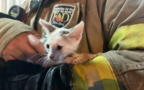 Un gato fue rescatado del incendio por los bomberos.