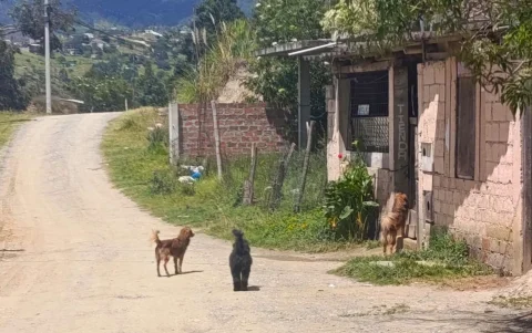 Habitantes del barrio Chamanal de Obrapía solicitan a las autoridades que atiendan a los perros que deambulan por las calles del sector.