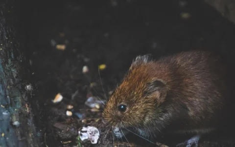 Principalmte el centro de Guaayquil reporta esta problemática