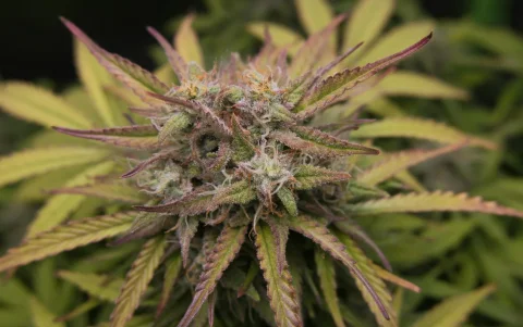 La marihuana deja de estar al nivel de la heroína y pasa a una categoría compartida con medicamentos.