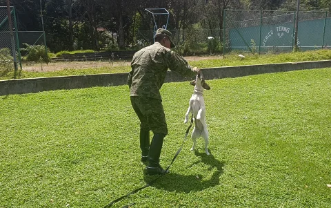 Los canes rescatados reciben entrenamiento especializado antes de ser entregados en adopción a una familia.