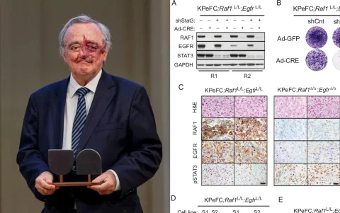 La terapia combinada logró eliminar tumores en ratones sin generar resistencias detectadas.