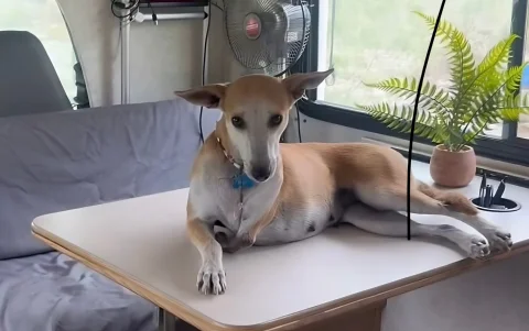 Mar, la perrita de tres patas que se convirtió en compañera inseparable de Ivette Martínez.