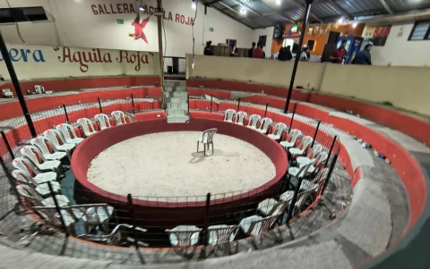 Las autoridades suspendieron una pelea de gallos que se desarrollaba en el nororiente de Quito.