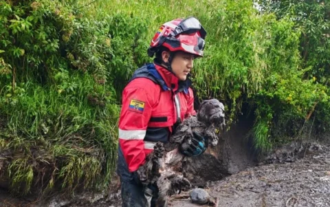 Los Bomberos de Mejía realizaron labores de rescate de los animales afectados por el aluvión de Aloasí.