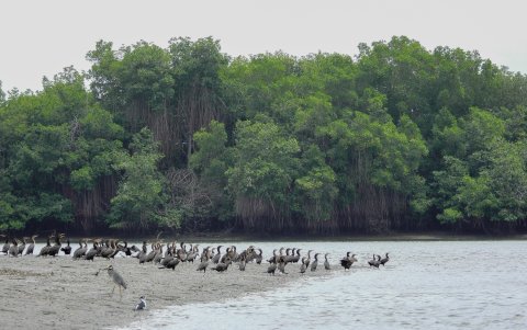 Científicos y especialistas coinciden en que conservar el manglar significa proteger biodiversidad, seguridad alimentaria y estabilidad ambiental en Ecuador.