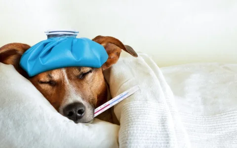 No asistir al animal se considera ahora un riesgo de delito por abandono.