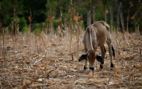Una vaca en medio de un maizal árido, durante una sequía por el fenómeno de 'El Niño', en la Península de Azuero (Panamá).