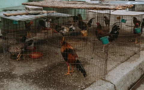 Los gallos permanecían en condiciones inadecuadas.