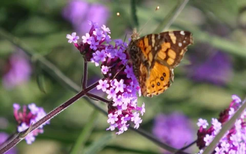 Más de 5.900 plantas se sembraron y se incrementó hasta cinco veces la biodiversidad de la zona.