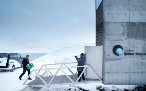 Semillas procedentes de Japón y Estados Unidos al Depósito Mundial de Semillas de Svalbard (SGSV), a las afueras de Longyearbyen, en Spitsbergen (Noruega).