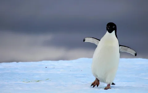 Los pingüinos papúa son conocidos por ser los nadadores más rápidos de todas las especies de pingüinos
