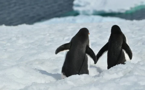 A diferencia de los pingüinos emperador o adelia, los papúa no dependen estrictamente del hielo marino para nidificar