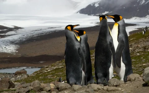 El archipiélago de las islas Kerguelen, donde habita la nueva especie, es un territorio de ultramar francés con un clima extremadamente subantártico