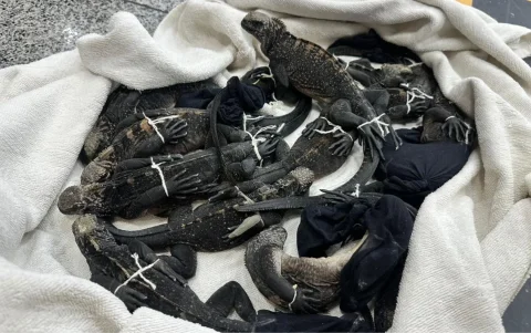 Iguanas fueron extraídas de Galápagos y ocultas en equipaje rumbo a Ámsterdam