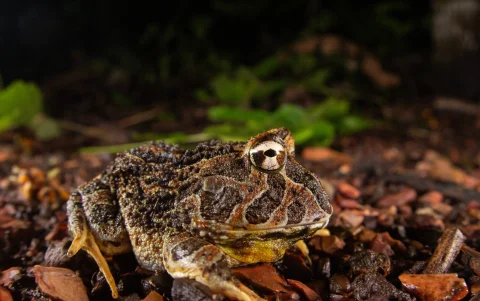 Estas especies incluso comen pequeños reptiles, otras ranas y roedores