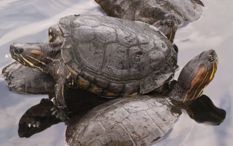 Tortugas en el Parque Seminario, centro de Guayaquil.