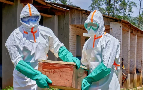 La variante Bundibugyo fue identificada por primera vez en Uganda en el año 2007