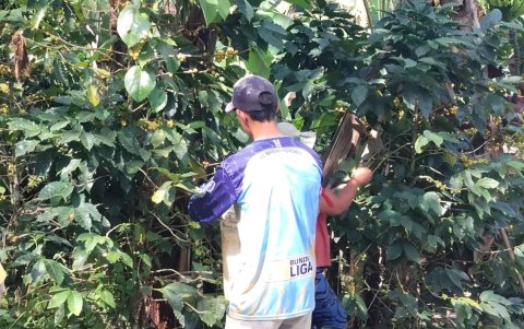 Fapecafes concentra la producción de café de exportación en la provincia de Zamora Chinchipe