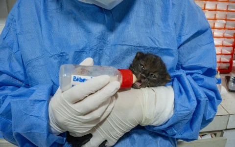 El Wiwa Quito busca fortalecer el papel que ya cumple en el rescate de fauna silvestre.